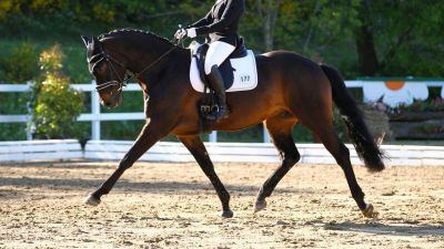 British Dressage Premier League 2023 Addington Equestrian