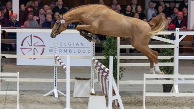 BWP Top Stallion Auction 2026, Belgium