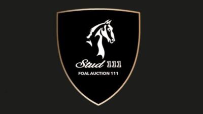 Foal Auction 111 2025 Belgium August